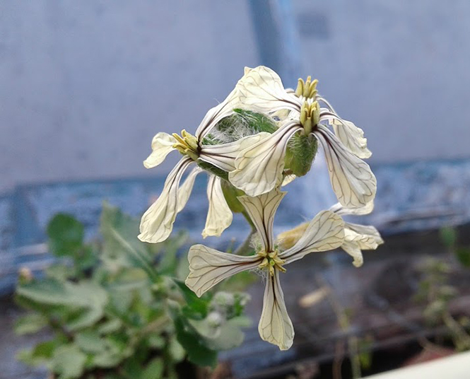 Eruca vesicaria - Canto das Flores 5