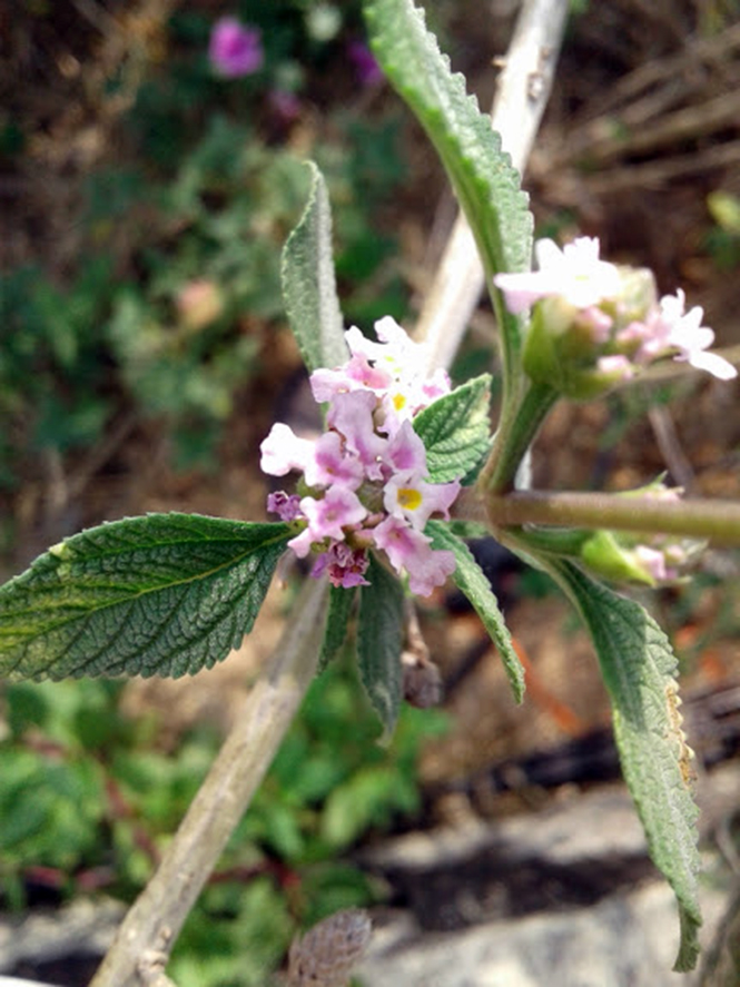 Lippia alba - Canto das Flores 2