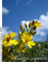 Ouratea cuspidata Ouratea cuspidata