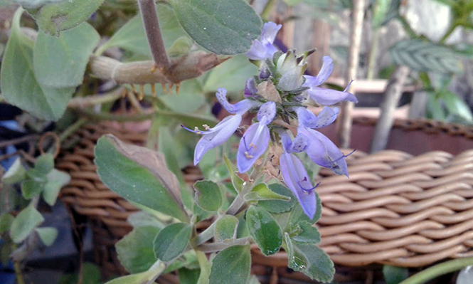 Plectranthus ornatus - Canto das Flores 3