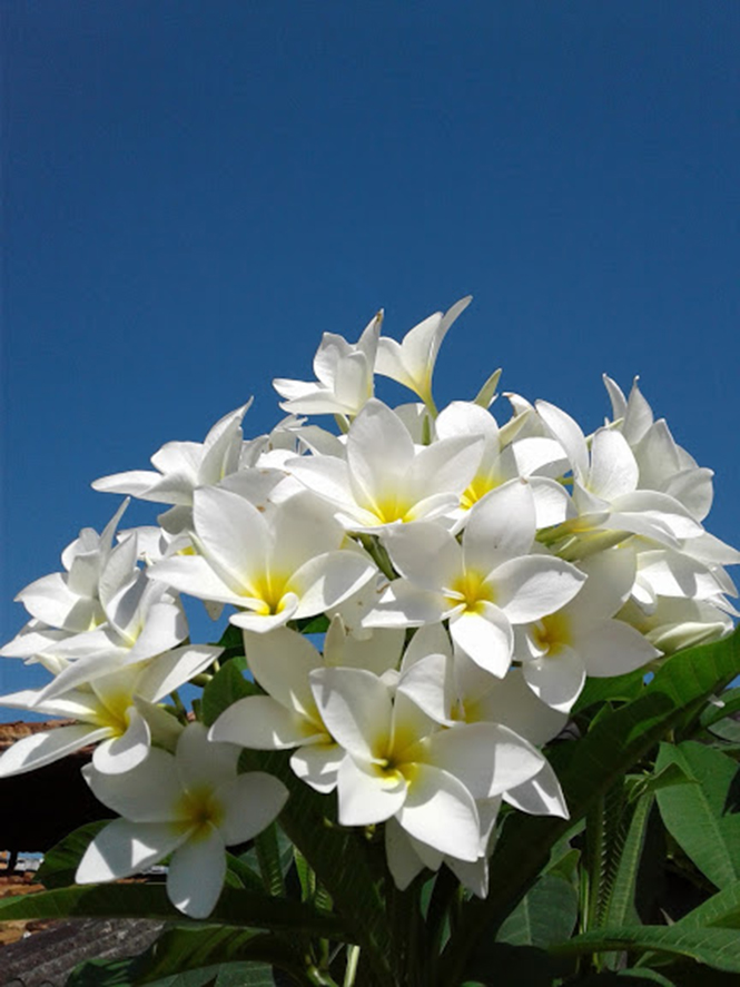 Plumeria rubra - Canto das Flores 1