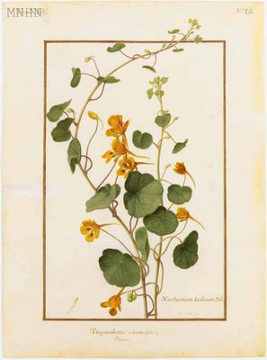 Tropaeolum minus MNHN Tropaeolum minus MNHN