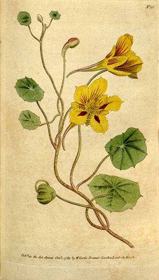 Tropaeolum minus Tropaeolum minus