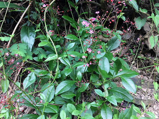 Talinum paniculatum - beingplace Talinum paniculatum - beingplace