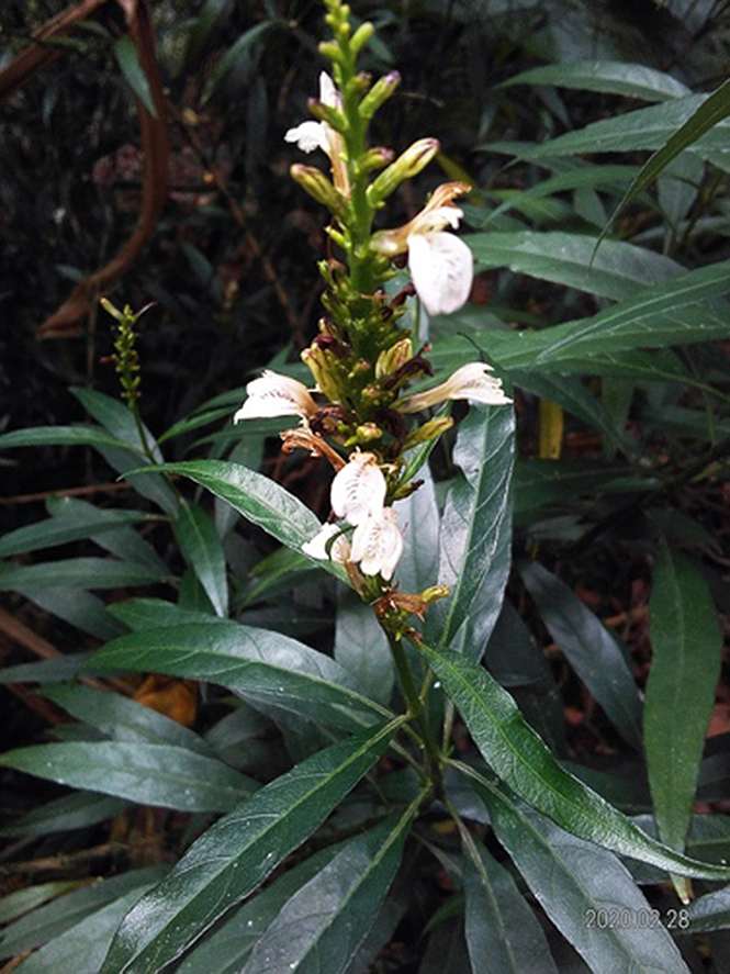 Justicia gendarussa - Ben