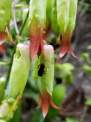Kalanchoe pinnata e Trigona spinipes 2 - Leticia Kalanchoe pinnata e Trigona spinipes 2 - Leticia