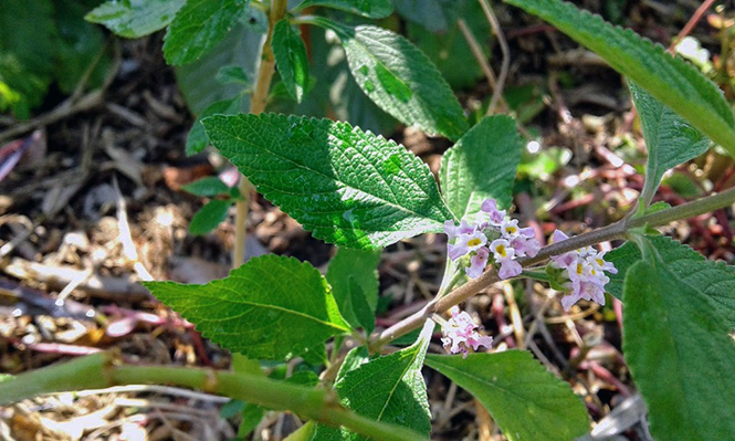 Lippia alba - Canto das Flores 3