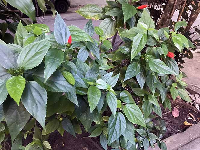 Malvaviscus arboreus - Canto das Flores 2