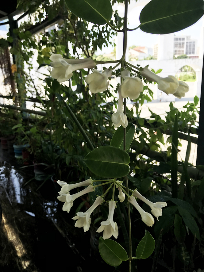 Marsdenia floribunda - Canto das Flores 3