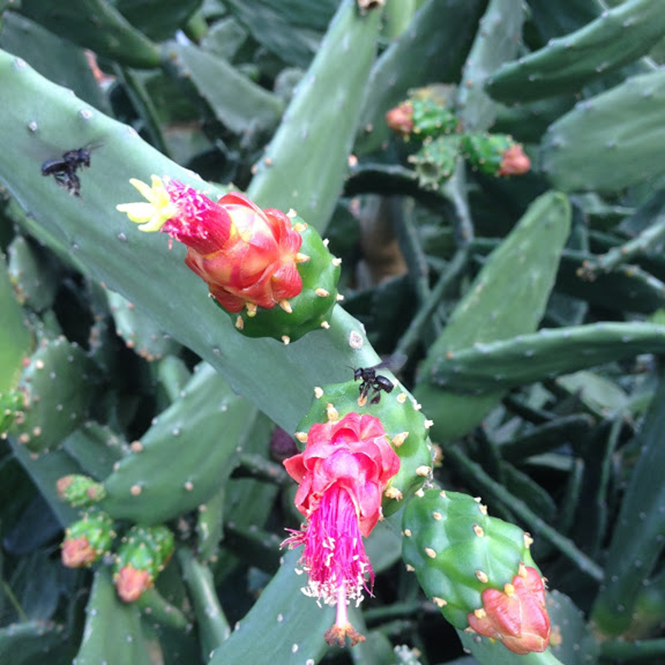 Nopalea cochenillifera - Canto das Flores 2