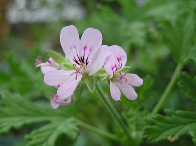 Pelargonium graveolens -  HQ