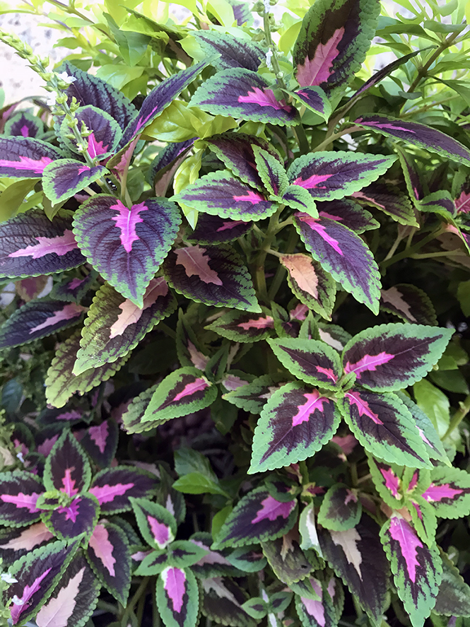 Plectranthus scutellarioides - Canto das Flores 5