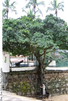 Prof. Carauta na figueira Prof. Carauta na figueira