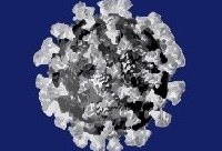 biomarcadores para investigar Covid