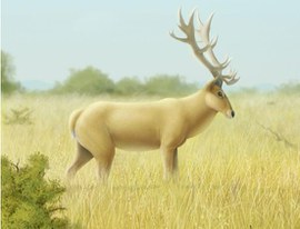 A dieta do cervídeo gigante