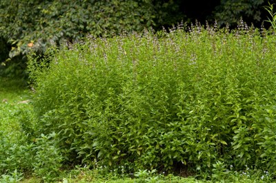 Mentha x piperita - Patrick Alexander