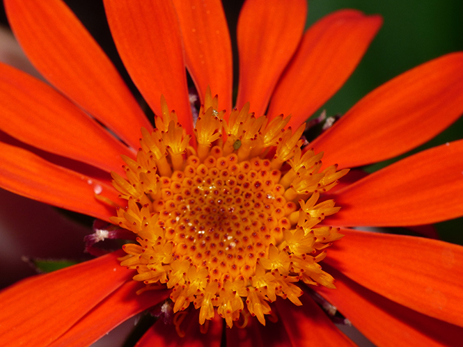 Pseudogynoxys chenopodioides - Alexandre Machado 2 Pseudogynoxys chenopodioides - Alexandre Machado 2