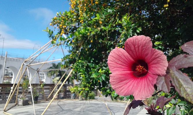 Hibiscus acetosella - Canto das Flores 3
