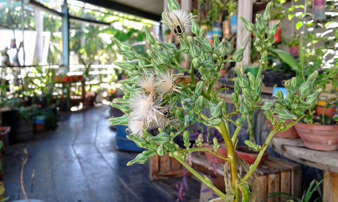 Lactuca indica - Canto das Flores 11