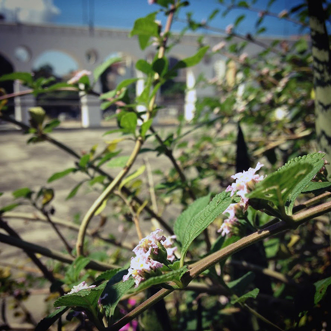 Lippia alba - Organicidade - Canto das Flores 4