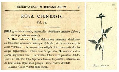 Rosa chinensis - Obra princeps Rosa chinensis - Obra princeps