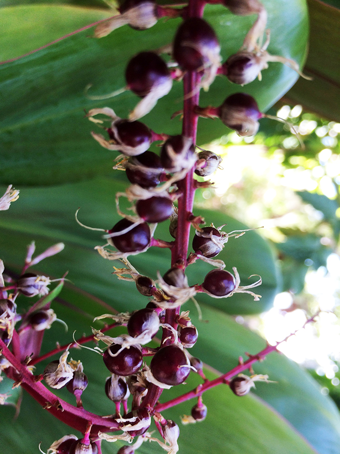 Cordyline fruticosa - Canto das Flores 3