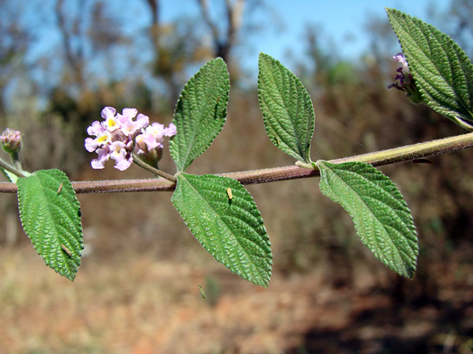 Lippia alba - Joao Medeiros - Canto das Flores 5