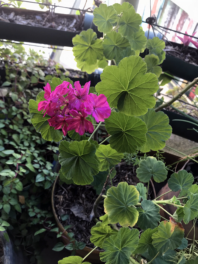 Pelargonium x hortorum - Canto das Flores 3