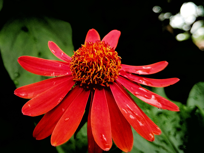 Pseudogynoxys chenopodioides - Alexandre Machado 1 Pseudogynoxys chenopodioides - Alexandre Machado 1