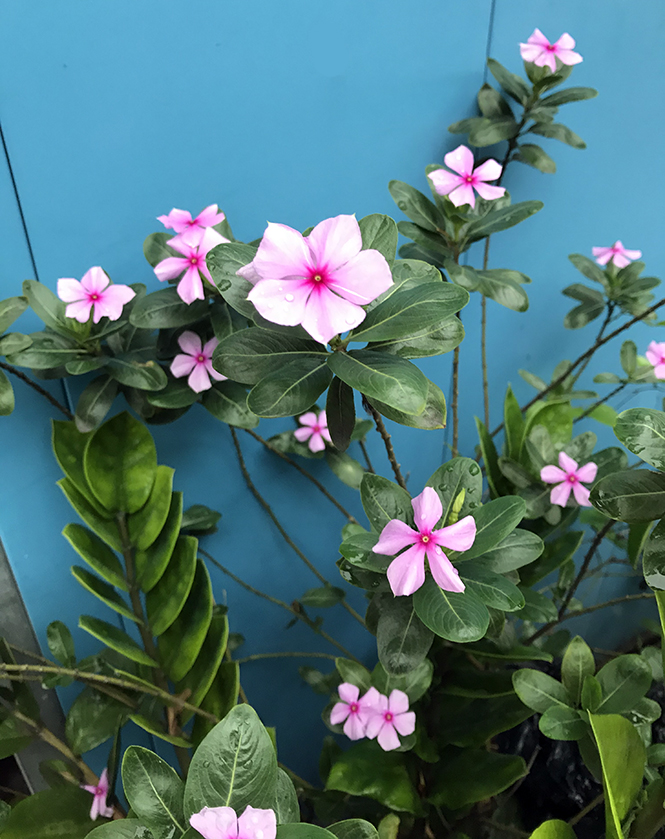 Catharanthus roseus - Canto das Flores 3