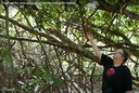 Pesquisa da Unirio sobre as baunilhas brasileiras ganha destaque internacional