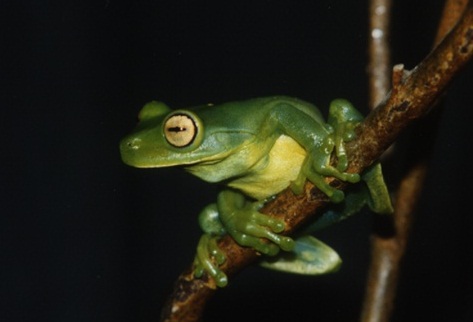A espécie endêmica Aplastodiscus musicus está desaparecida desde 1995 (Foto: Arquivo do projeto)