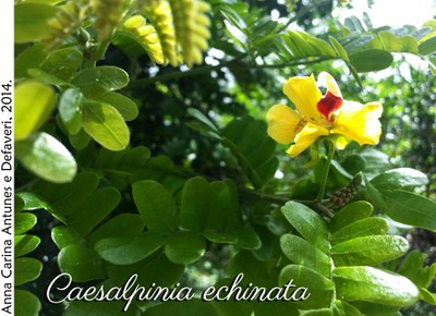Caesalpinia echinata