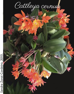 Cattleya cernua