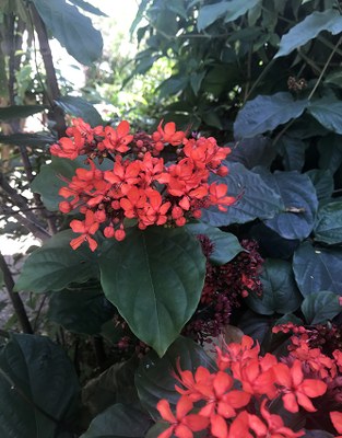 Clerodendrum splendens - Canto das Flores 7