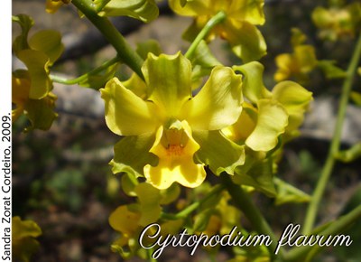 Cyrtopodium flavum