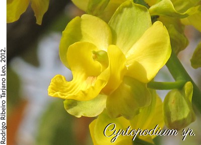 Cyrtopodium sp