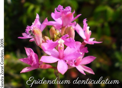 Epidendrum denticulatum 1