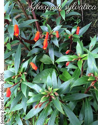 Gloxinia sylvatica