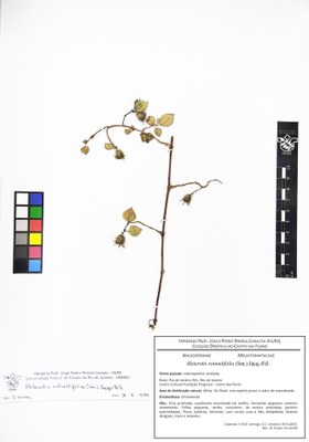 Heterotis rotundifolia - Exsicata