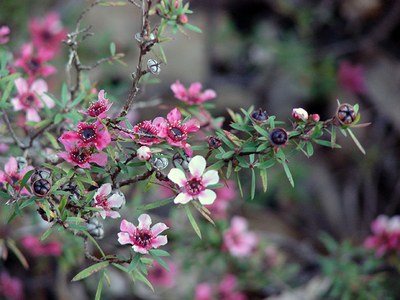Leptospermum scoparium - Forest e Kim Starr Leptospermum scoparium - Forest e Kim Starr
