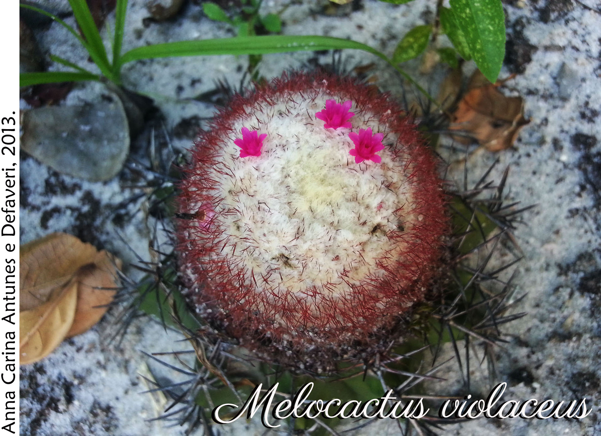 Melocactus violaceus