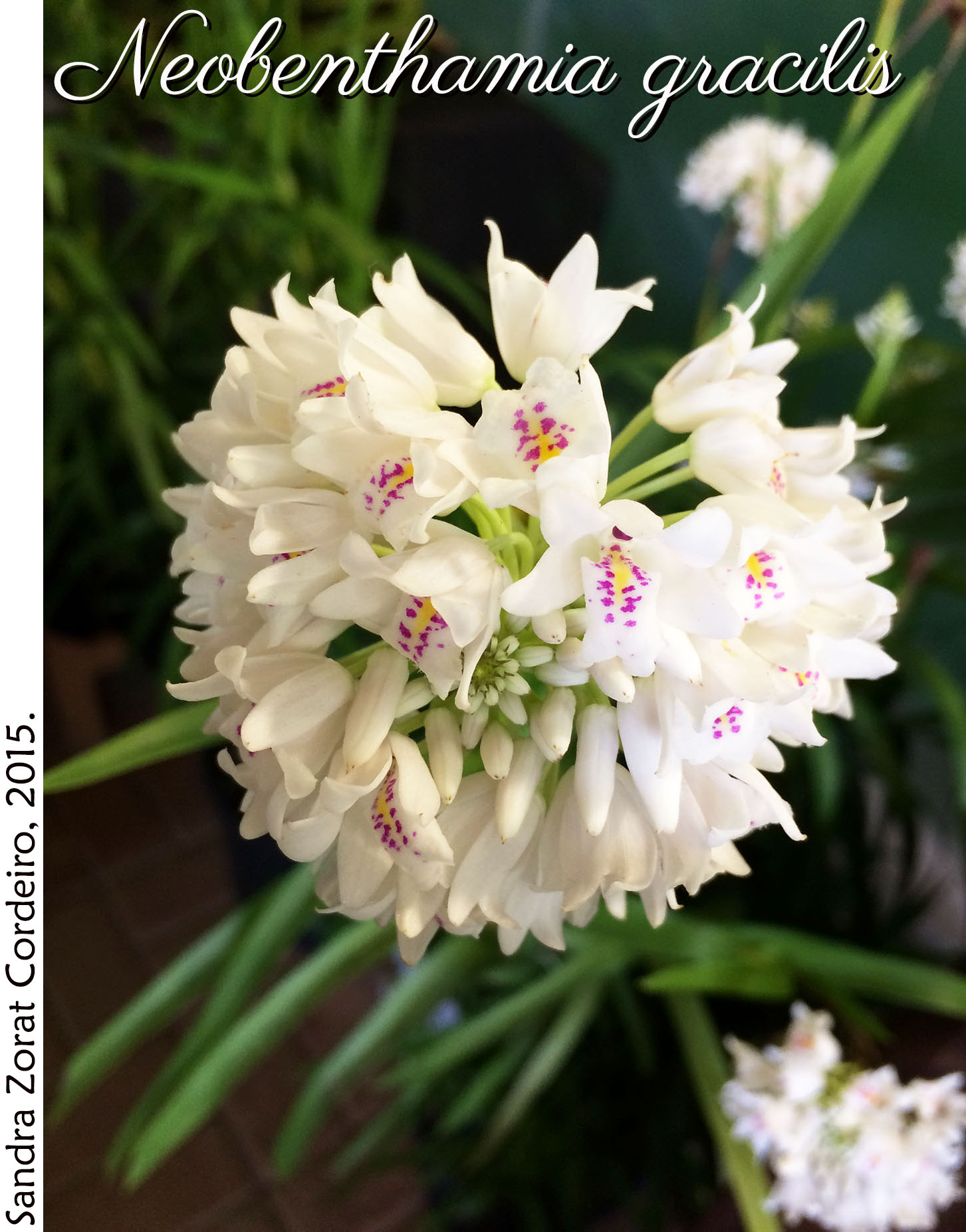 Neobenthamia gracilis