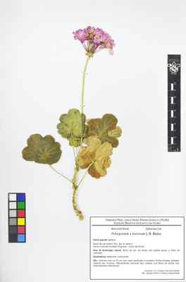 Pelargonium x hortorum - Exsicata