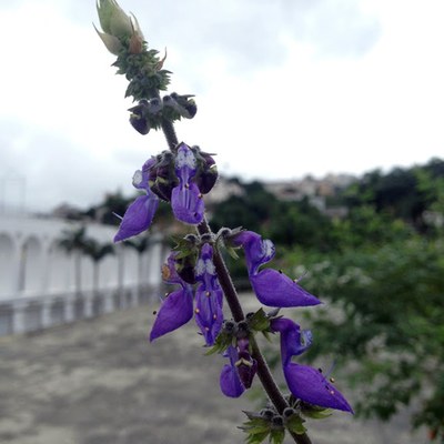 Plectranthus barbatus - Canto das Flores 4