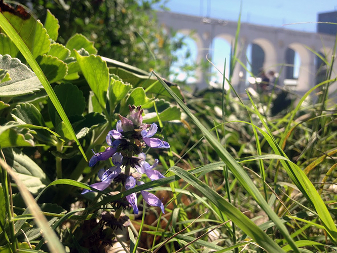 Plectranthus ornatus - Canto das Flores 6