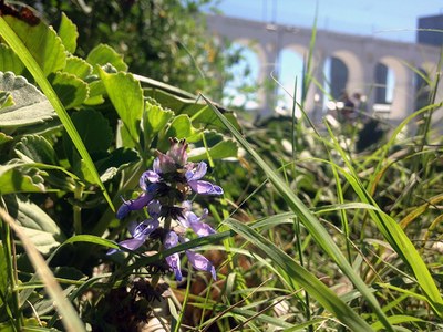 Plectranthus ornatus - Canto das Flores 6