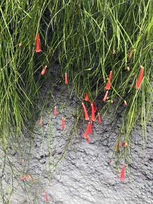 Russelia equisetiformis - Canto das Flores 4