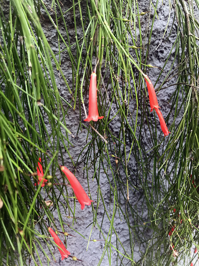 Russelia equisetiformis - Canto das Flores 6