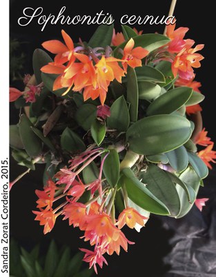 Sophronitis cernua